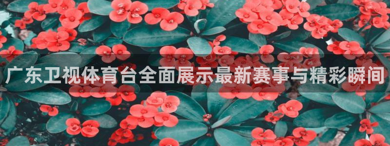 广东卫视体育台全面展示最新赛事与精彩瞬间