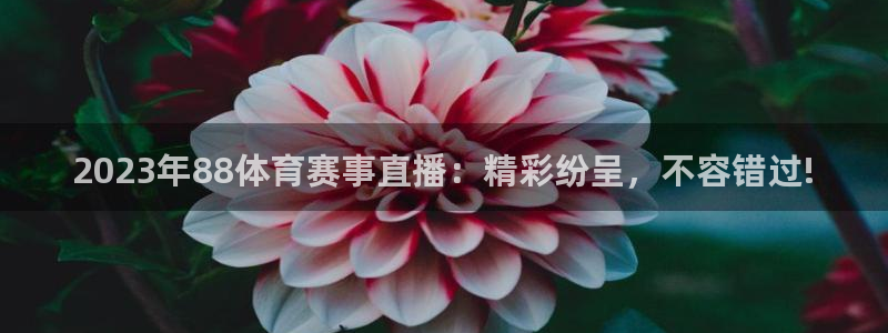 2023年88体育赛事直播：精彩纷呈，不容错过!
