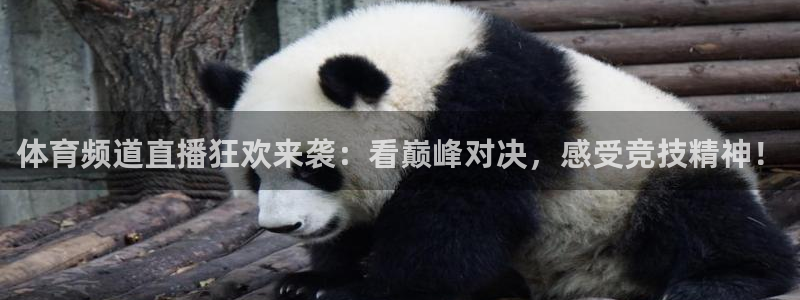 体育频道直播狂欢来袭：看巅峰对决，感受竞技精神！